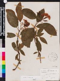 Cornus sericea subsp. sericea image