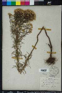 Euthamia caroliniana image