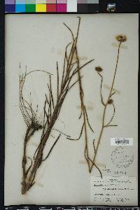 Helianthus angustifolius image