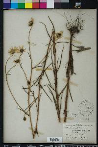 Helianthus angustifolius image