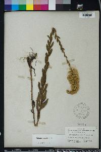 Solidago fistulosa image