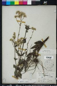 Eupatorium pilosum image