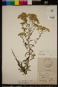 Eupatorium mohrii image