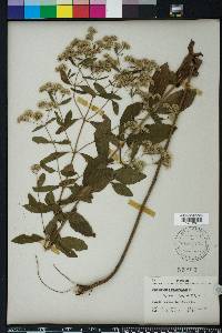 Eupatorium semiserratum image