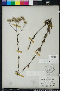 Eupatorium pilosum image