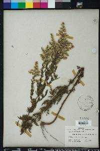 Eupatorium x pinnatifidum image