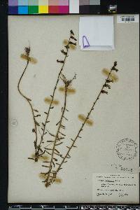 Lobelia brevifolia image