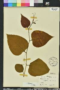 Smilax tamnoides image