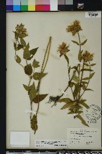 Monarda fistulosa var. mollis image