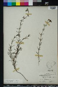 Stenaria nigricans image