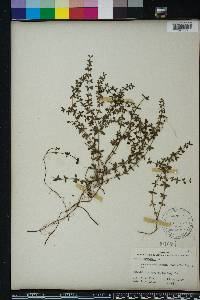 Galium hispidulum image