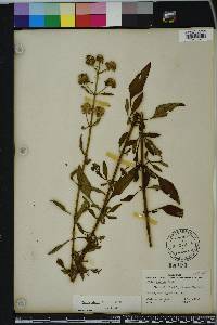 Hyptis alata image