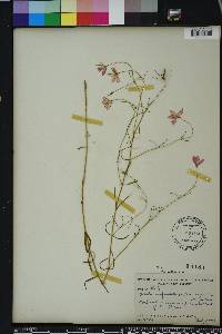 Sabatia campanulata image