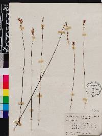 Utricularia juncea image