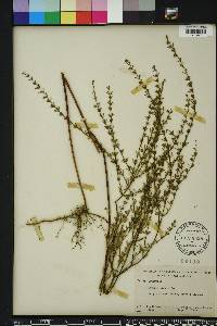 Lythrum lineare image