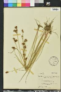 Juncus brachycarpus image