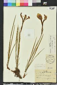 Iris tridentata image