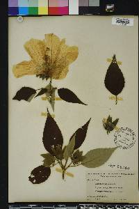 Hibiscus moscheutos image