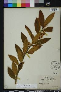 Leucothoe axillaris image