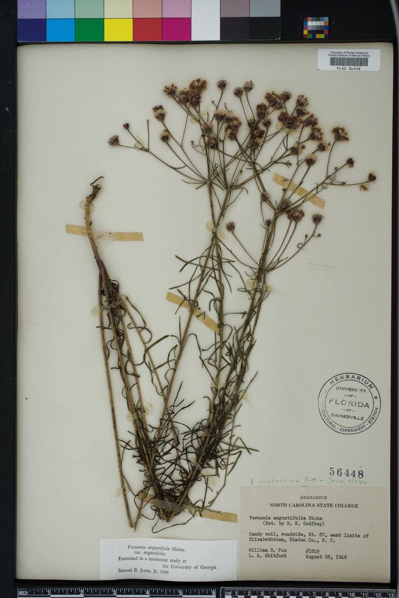 Vernonia angustifolia image