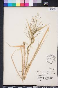 Panicum dichotomiflorum var. dichotomiflorum image