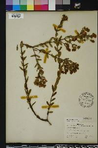 Hypericum crux-andreae image