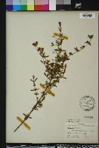 Hypericum galioides image