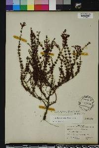 Hypericum brachyphyllum image