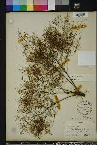 Lechea sessiliflora image