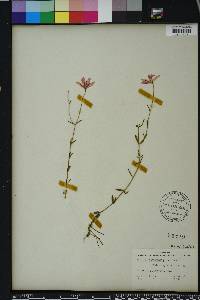 Sabatia campanulata image