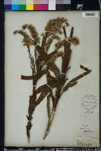 Solidago stricta image