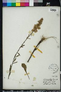 Solidago puberula image