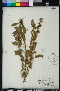 Solidago puberula image