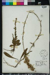 Solidago stricta image