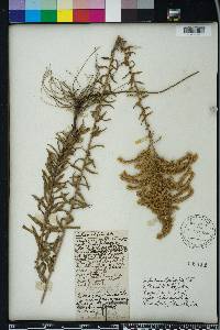 Solidago tortifolia image