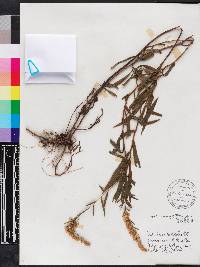 Solidago leavenworthii image