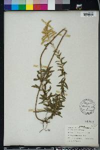 Solidago tortifolia image