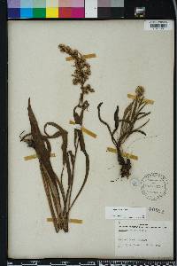 Solidago sempervirens image