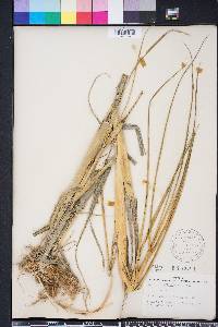 Spartina alterniflora image