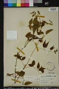 Clematis crispa image