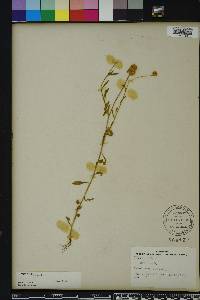 Polygala lutea image