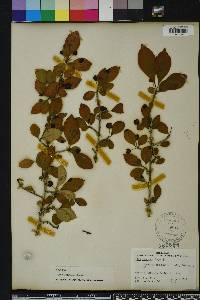 Ilex longipes image