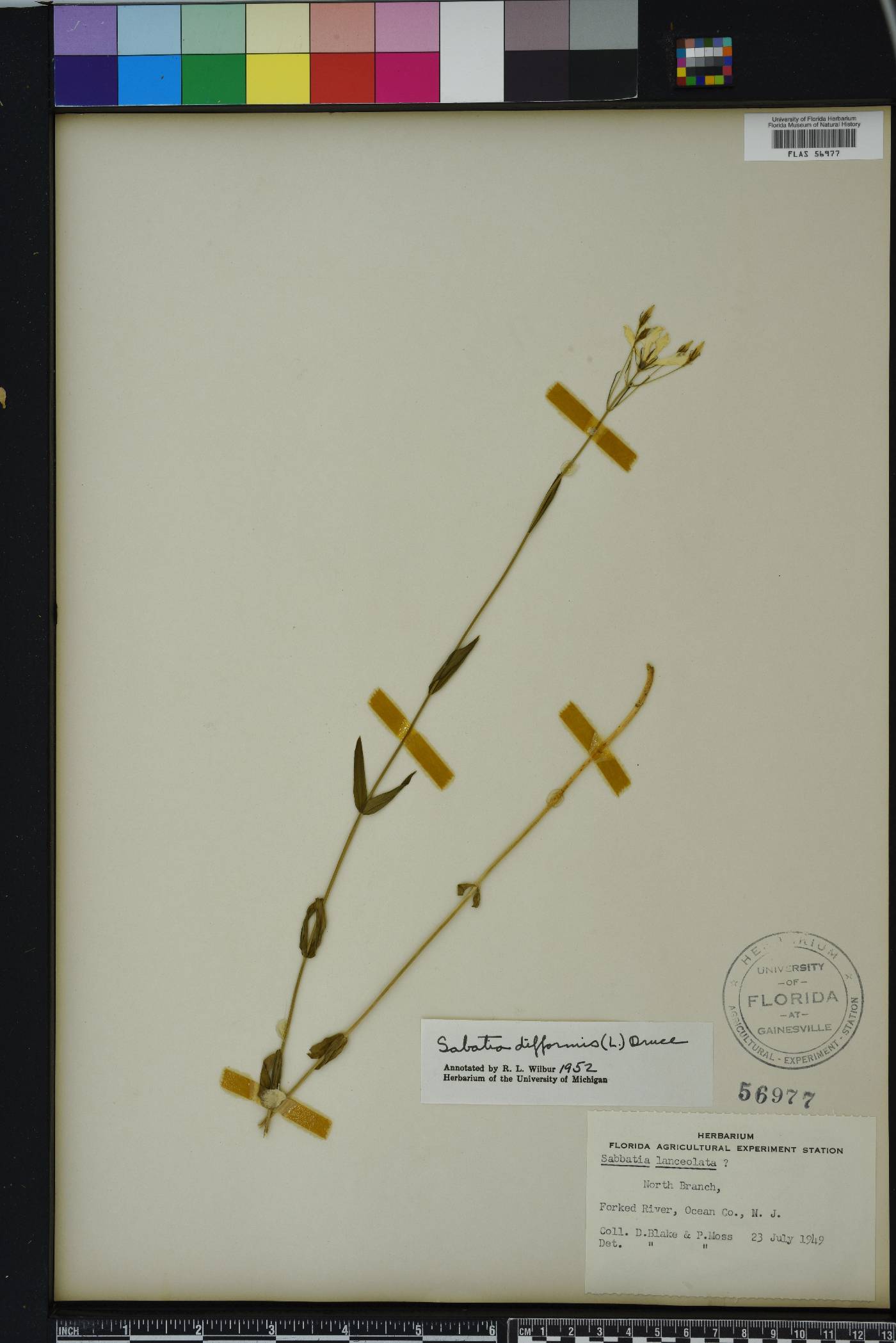 Sabatia difformis image