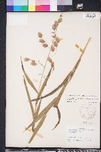 Chasmanthium latifolium image