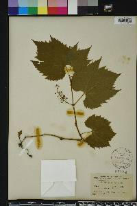 Vitis vulpina image