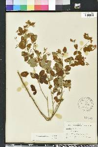 Lespedeza thunbergii image