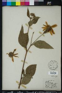 Helianthus tuberosus image