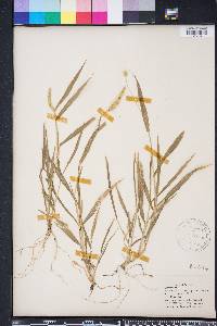 Setaria pumila image