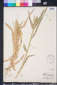 Panicum dichotomiflorum var. dichotomiflorum image