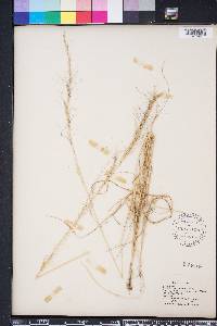 Aristida purpurascens image